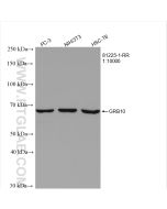 GRB10 Recombinant monoclonal antibody proteintech 81225-1-RR