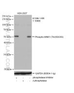Phospho-MNK1 (Thr250/255) Recombinant monoclonal antibody proteintech 81398-1-RR