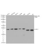 MCL1 Recombinant monoclonal antibody proteintech 82695-2-RR