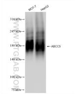 ABCC5 Recombinant monoclonal antibody proteintech 84204-5-RR