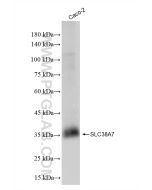SLC38A7 Recombinant monoclonal antibody proteintech 83346-6-RR