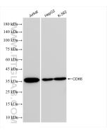 CDK6 Recombinant monoclonal antibody proteintech 84200-1-RR