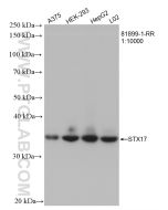 STX17 Recombinant monoclonal antibody proteintech 81899-1-RR