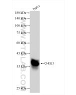CHI3L1/YKL40 Recombinant monoclonal antibody proteintech 83685-4-RR