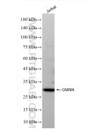 Geminin Recombinant monoclonal antibody proteintech 84199-2-RR