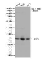 SIRT3 Recombinant monoclonal antibody proteintech 82210-1-RR