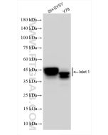 Islet 1 Recombinant monoclonal antibody proteintech 83784-4-RR