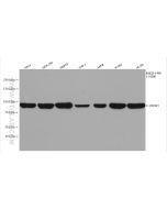 DDX21 Recombinant monoclonal antibody proteintech 80932-1-RR