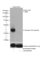 Phospho-TAU (Ser404) Recombinant monoclonal antibody proteintech 81383-1-RR