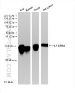 HLA-DRB4 Recombinant monoclonal antibody proteintech 83103-1-RR