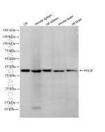 POLB Recombinant monoclonal antibody proteintech 86680-2-RR