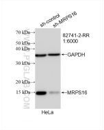 MRPS16 Recombinant monoclonal antibody proteintech 82741-2-RR