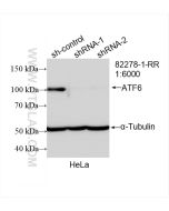 ATF6 Recombinant monoclonal antibody proteintech 82278-1-RR