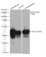 PD-L1/CD274 Recombinant monoclonal antibody proteintech 82719-15-RR