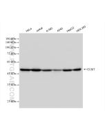 ECSIT Recombinant monoclonal antibody proteintech 83295-1-RR