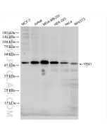 YBX1 Recombinant monoclonal antibody proteintech 84993-4-RR