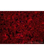 Anti-Human ALCAM (3A6) Mouse IgG2a Recombinant Antibody proteintech 65611-1-MR