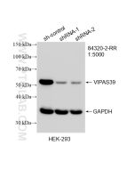 VIPAS39 Recombinant monoclonal antibody proteintech 84320-2-RR