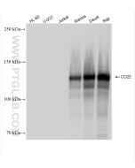 CD22 Recombinant monoclonal antibody proteintech 83303-1-RR