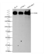 CD45 Recombinant monoclonal antibody proteintech 83396-5-RR