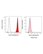 Anti-Human CD90 Rabbit Recombinant Antibody proteintech 98126-1-RR