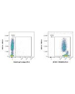 Anti-Human Beta-2-Microglobulin Rabbit Recombinant Antibody proteintech 98165-1-RR