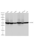 DDX39A Recombinant monoclonal antibody proteintech 83083-5-RR