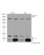LC3B Recombinant monoclonal antibody proteintech 81004-1-RR
