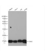CISD2 Recombinant monoclonal antibody proteintech 82802-10-RR