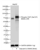 Phospho-YAP1 (Ser127) Recombinant monoclonal antibody proteintech 80694-2-RR