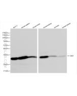 CBX1 Recombinant monoclonal antibody proteintech 83248-4-RR