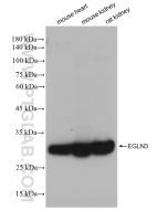 EGLN3 Recombinant monoclonal antibody proteintech 82377-1-RR