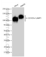 CD107a / LAMP1 Recombinant monoclonal antibody proteintech 84658-5-RR