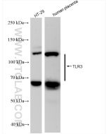 TLR3/CD283 Recombinant monoclonal antibody proteintech 83136-3-RR