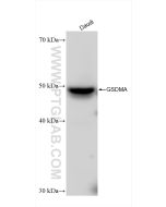 GSDMA Recombinant monoclonal antibody proteintech 82920-2-RR