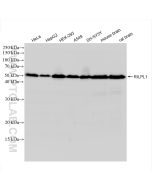 RILPL1 Recombinant monoclonal antibody proteintech 83220-6-RR