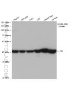 FH Recombinant monoclonal antibody proteintech 82508-1-RR