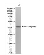 FADS2 Recombinant monoclonal antibody proteintech 84527-4-RR