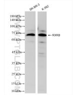 RXRB Recombinant monoclonal antibody proteintech 84656-4-RR