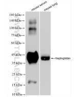 Haptoglobin Recombinant monoclonal antibody proteintech 83702-5-RR