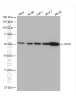 cGAS Recombinant monoclonal antibody proteintech 82869-1-RR