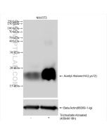 Acetyl-Histone H4 (Lys12) Recombinant monoclonal antibody proteintech 83095-1-RR