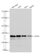 USP53 Recombinant monoclonal antibody proteintech 83846-1-RR