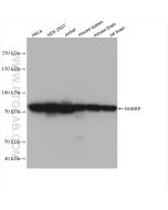 KHSRP Recombinant monoclonal antibody proteintech 82931-3-RR