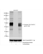 Phospho-TAU (Thr231) Recombinant monoclonal antibody proteintech 80101-7-RR