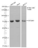 EIF2AK1 Recombinant monoclonal antibody proteintech 81768-1-RR