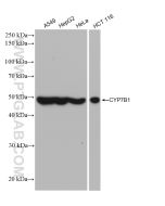 CYP7B1 Recombinant monoclonal antibody proteintech 82927-1-RR