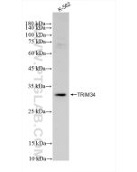 TRIM34 Recombinant monoclonal antibody proteintech 83316-2-RR