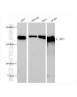 DSG1 Recombinant monoclonal antibody proteintech 84053-6-RR