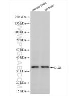 DLX6 Recombinant monoclonal antibody proteintech 85946-1-RR